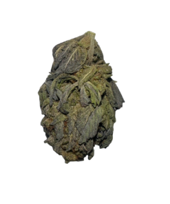 pink guava strain