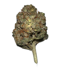 stardawg strain