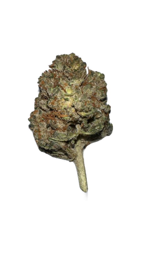 stardawg strain